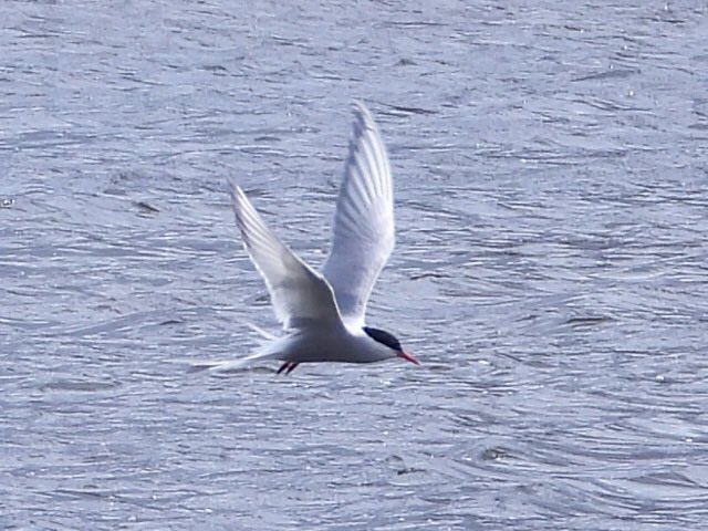 As I was just leaving #BrandonMarsh @WKWT around noon, three Arctic Terns dropped in. Big thanks to @DennisW500 for the phone call.