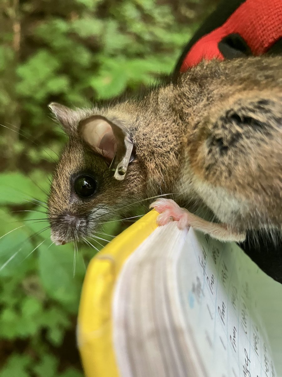Had a great time at the <a href="/ESA_org/">Ecological Society</a> Great Lakes Regional Conference! Caught up w colleagues and met some new ones! Of course got to talk about how #micematter <a href="/NDFieldEcology/">UNDERC</a>