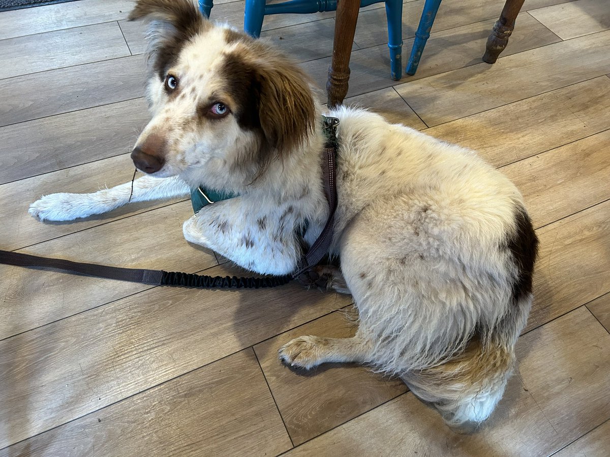 Well behaved Romanian dog in The Scots Pine cafe today. Might take him to the Bridge Inn later and see if he can achieve the full “Well Behaved Dogs Welcome” qualification. #TweedValley #VisitScotland