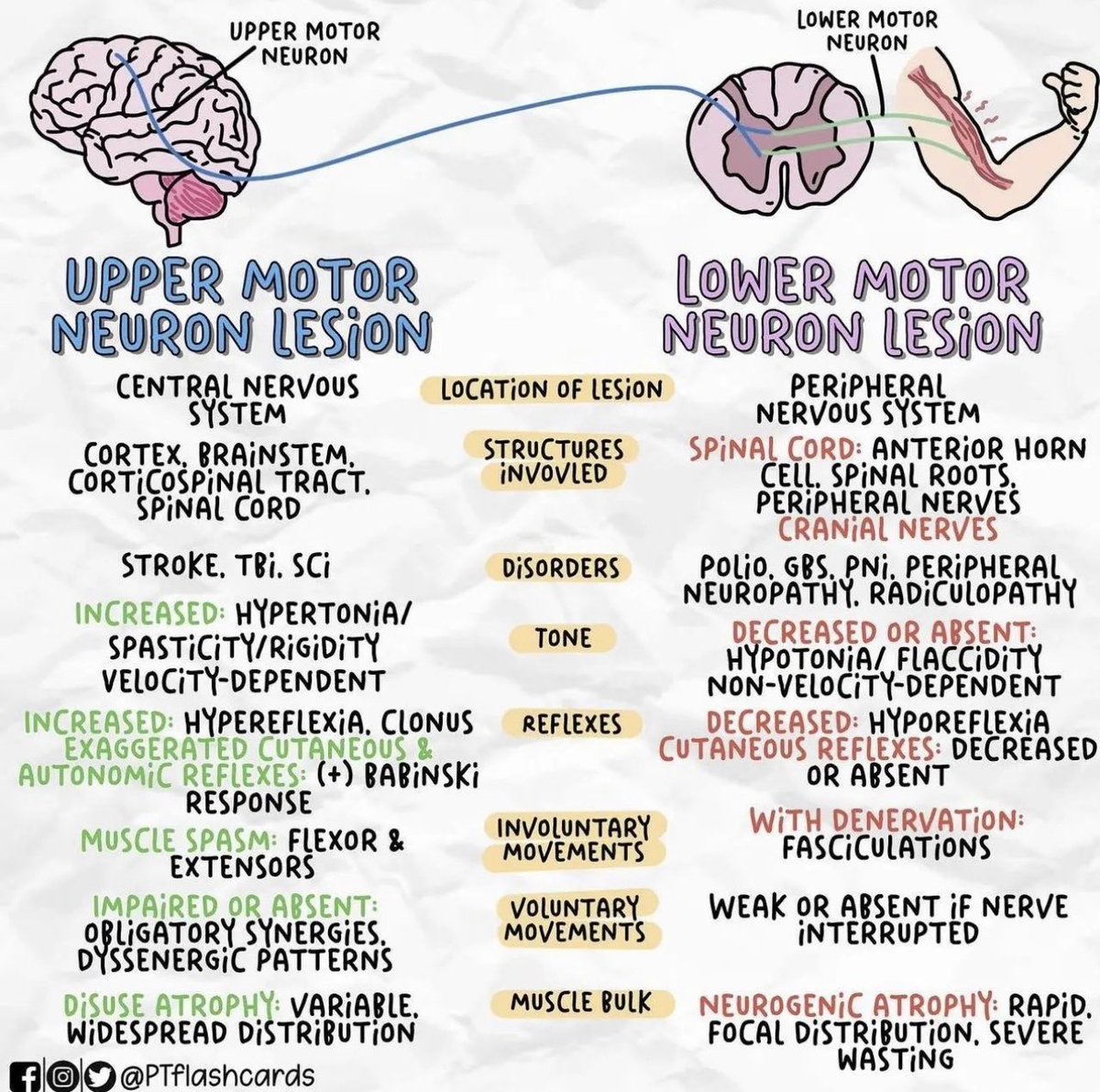 Differentiating upper motor neuron from lower motor neuron disease by @PTFlashcards