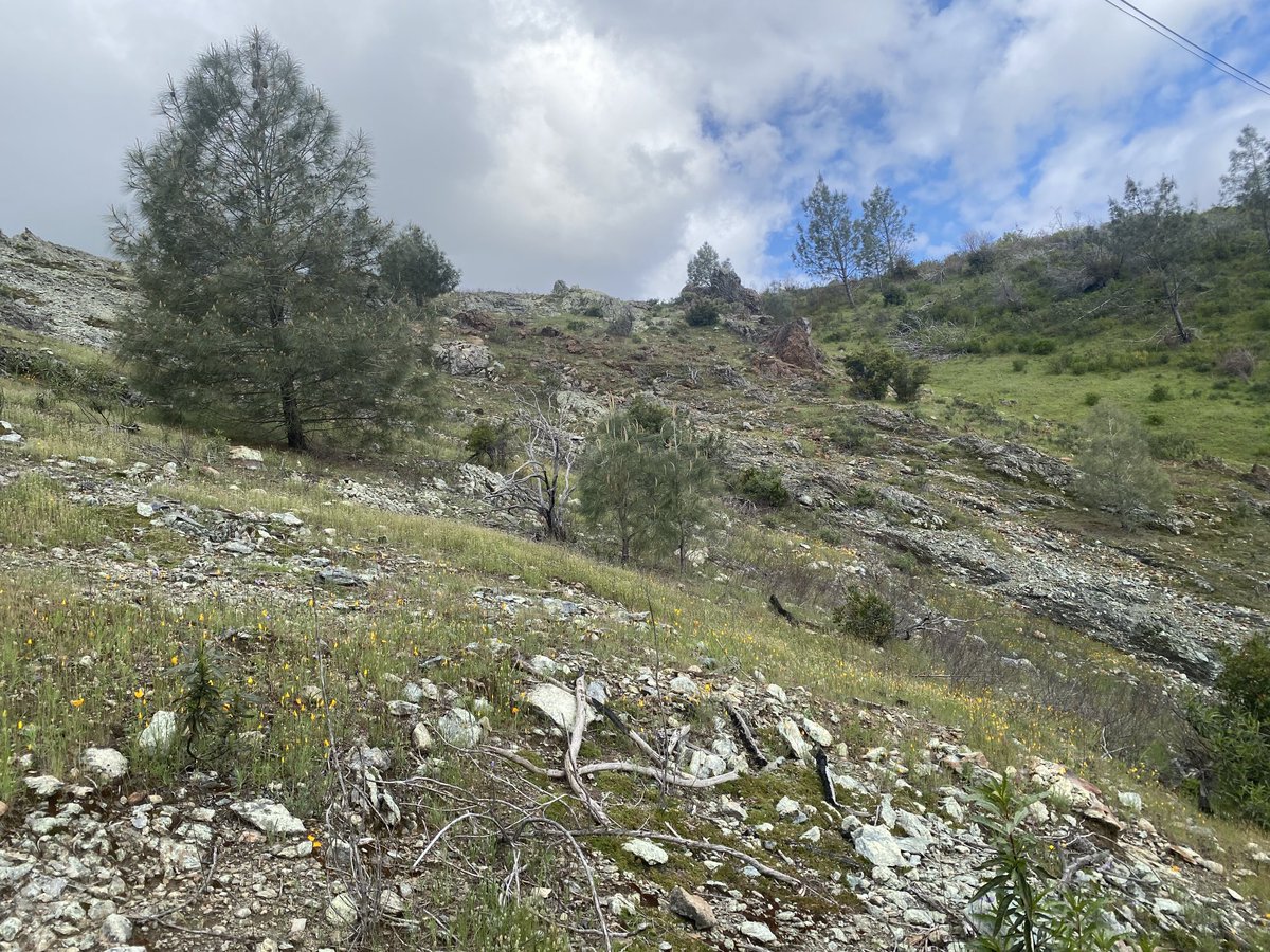 Feather River serpentine barren