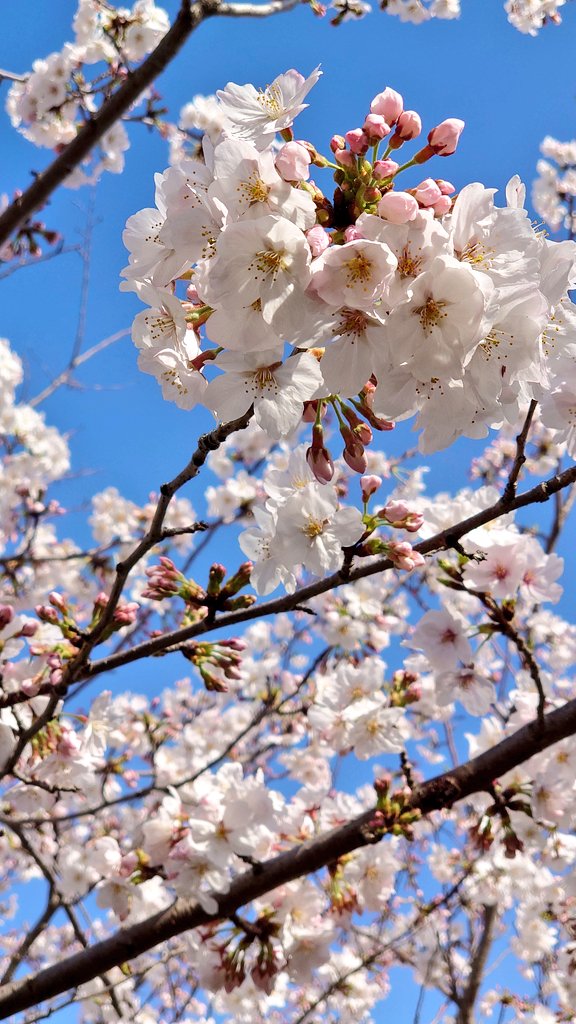 LeftAtsu's tweet photo. 🌸今日の桜🌸
千葉県習志野市・さくら広場
ここにはソメイヨシノが505本あるとのこと！
ずっと、眺めていられる…！
天気も良く人も多く賑やかでした😁

#サクラ咲ケ2024
#桜 https://t.co/GRY8FLfKUF