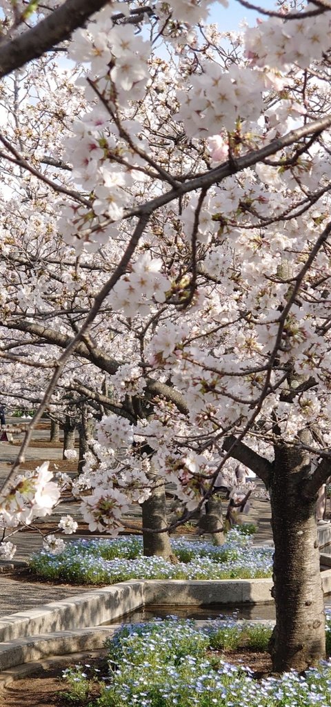 LeftAtsu's tweet photo. 🌸今日の桜🌸
千葉県習志野市・さくら広場
ここにはソメイヨシノが505本あるとのこと！
ずっと、眺めていられる…！
天気も良く人も多く賑やかでした😁

#サクラ咲ケ2024
#桜 https://t.co/GRY8FLfKUF