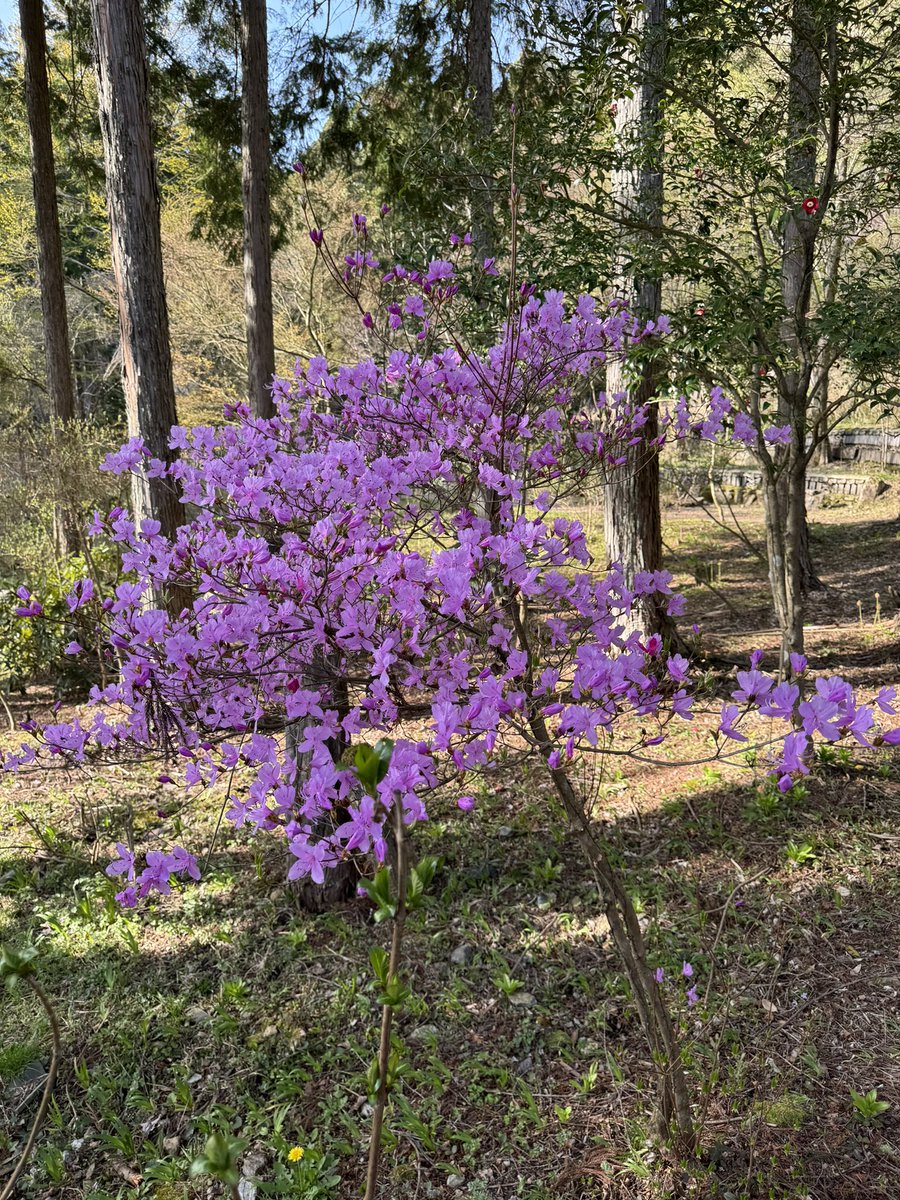 mo_ru82482's tweet photo. 今日は #郡上市美並町 の #桂昌寺ぼたん園 様にお邪魔しました。以前より桂昌寺ぼたん園様のXのポストを拝見して一度お邪魔してみたいと。ぼたん祭りまではまだ少し先でしたが、広い園内にはとても綺麗な桜が満開🌸空気も美味しく癒しの時間を過ごせました😊 https://t.co/cJaGm30Cu3