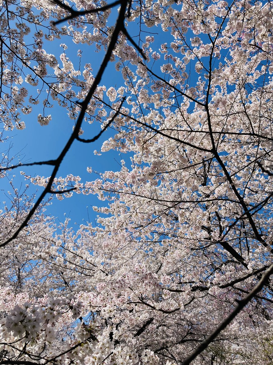 ご自愛下さい🌸
#星野源さんに桜を届けましょう