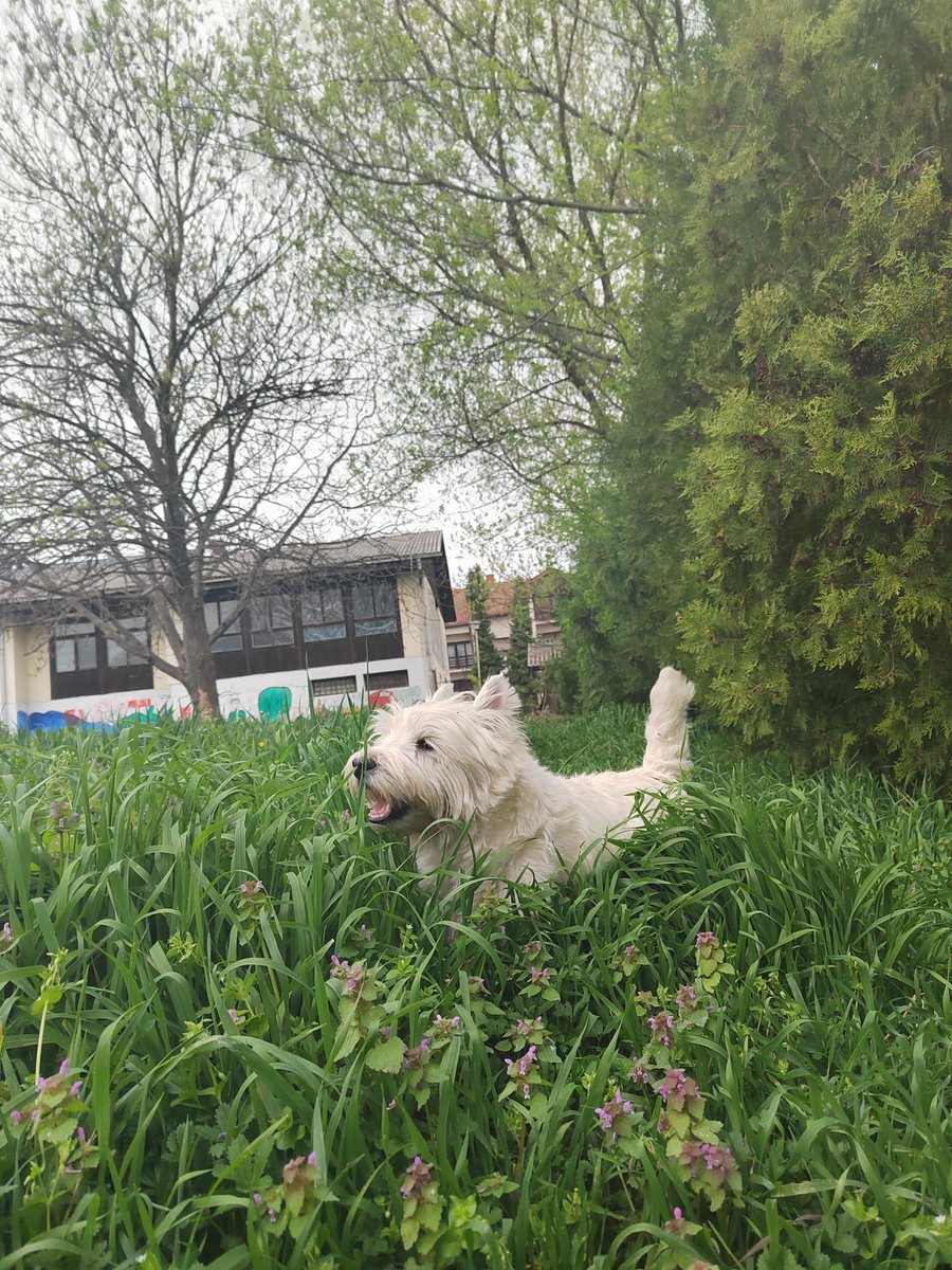 #jerry #westie #terrier #enjoylife #spring #NaturePhotography #dogsofx #dogslover #animal