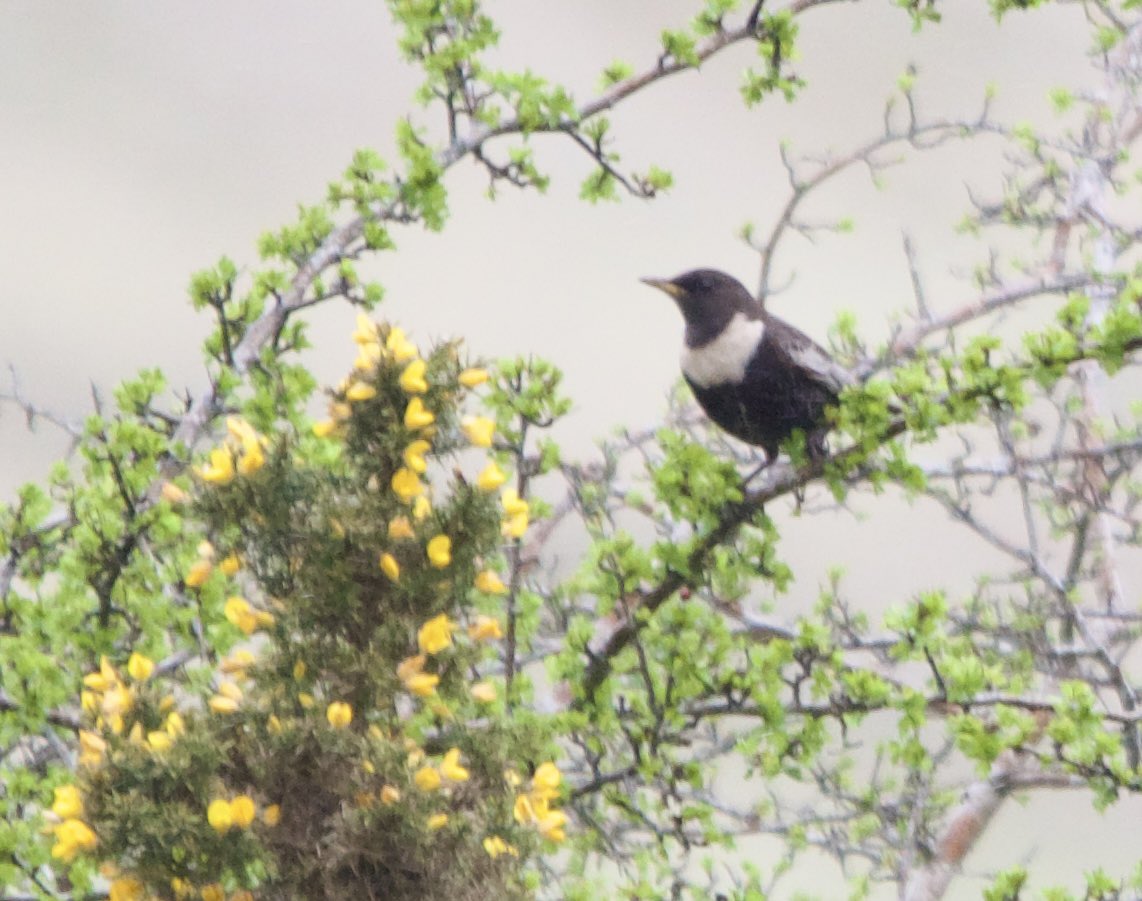 STEcopywriting's tweet image. Ring ouzels still showing well on Cleeve Common this morning. 

A nice year tick, along with wheatear 🐦 

#GlosBirds #BirdsOfTwitter