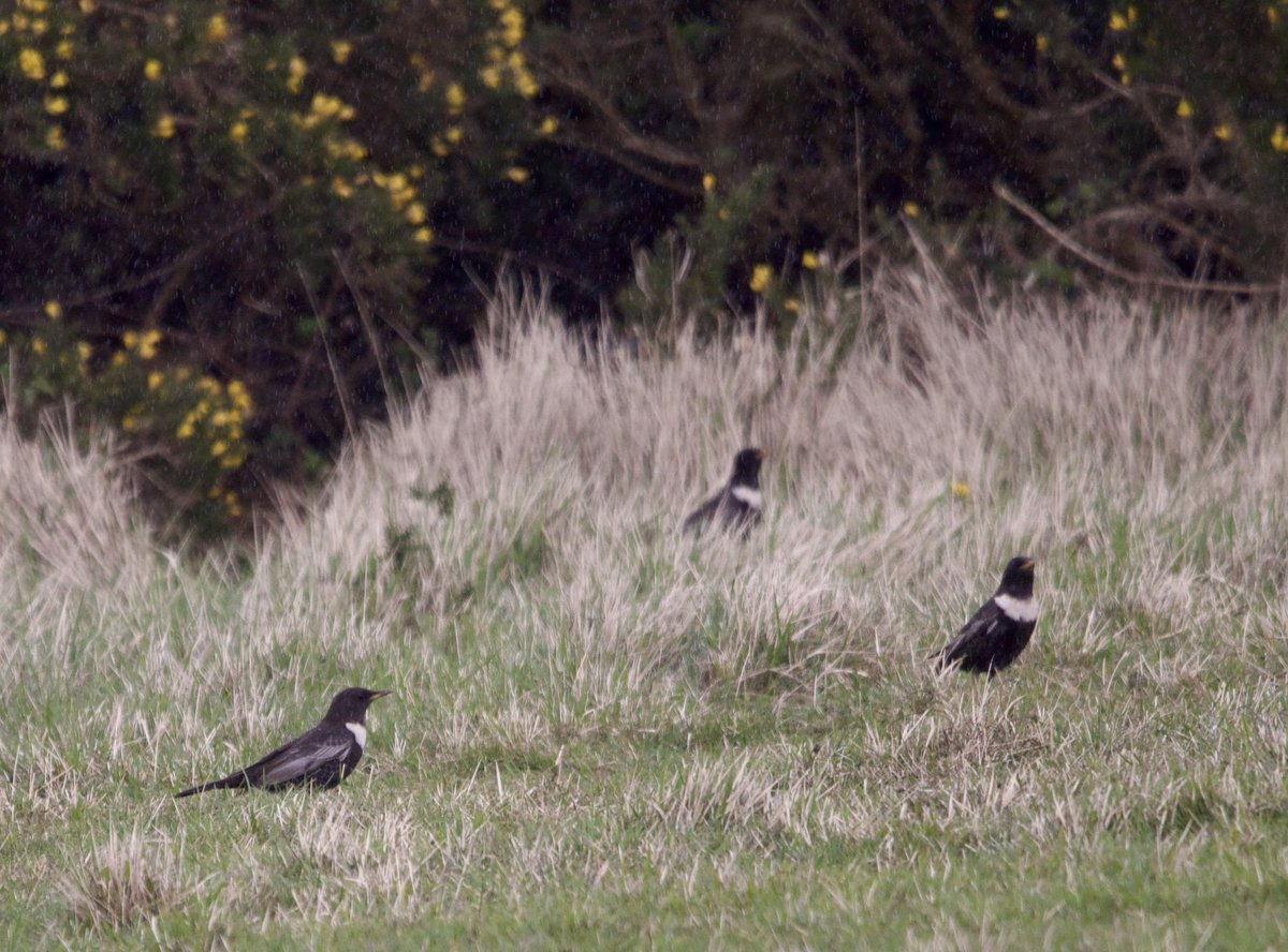 STEcopywriting's tweet image. Ring ouzels still showing well on Cleeve Common this morning. 

A nice year tick, along with wheatear 🐦 

#GlosBirds #BirdsOfTwitter