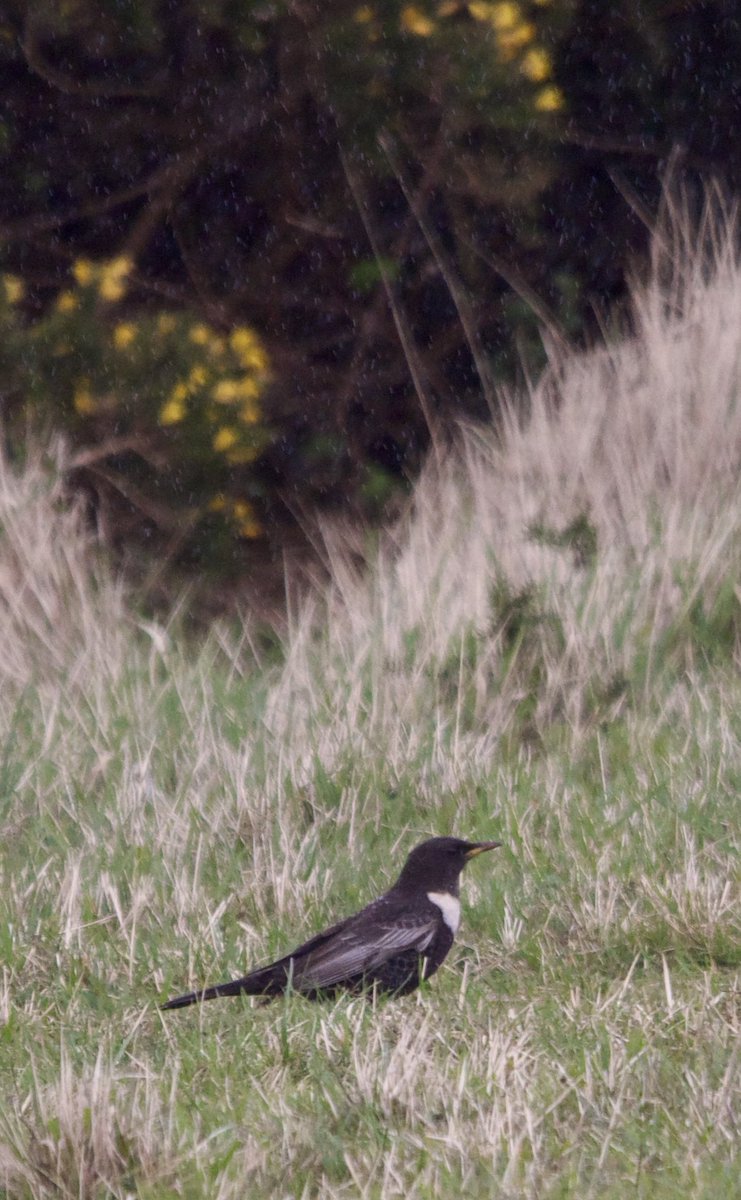 STEcopywriting's tweet image. Ring ouzels still showing well on Cleeve Common this morning. 

A nice year tick, along with wheatear 🐦 

#GlosBirds #BirdsOfTwitter
