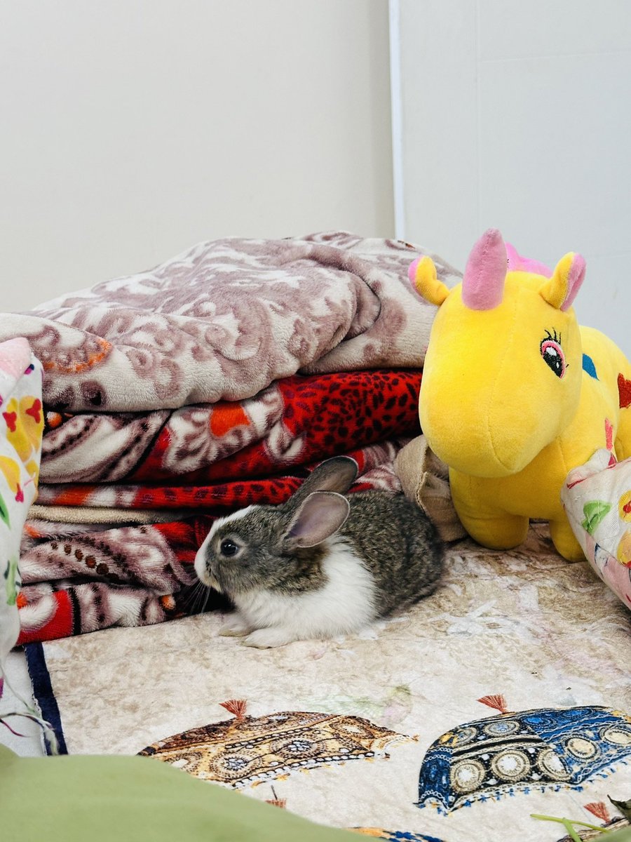 thatlostcloud's tweet photo. 🐇🐰 https://t.co/D3vt7Bomm3