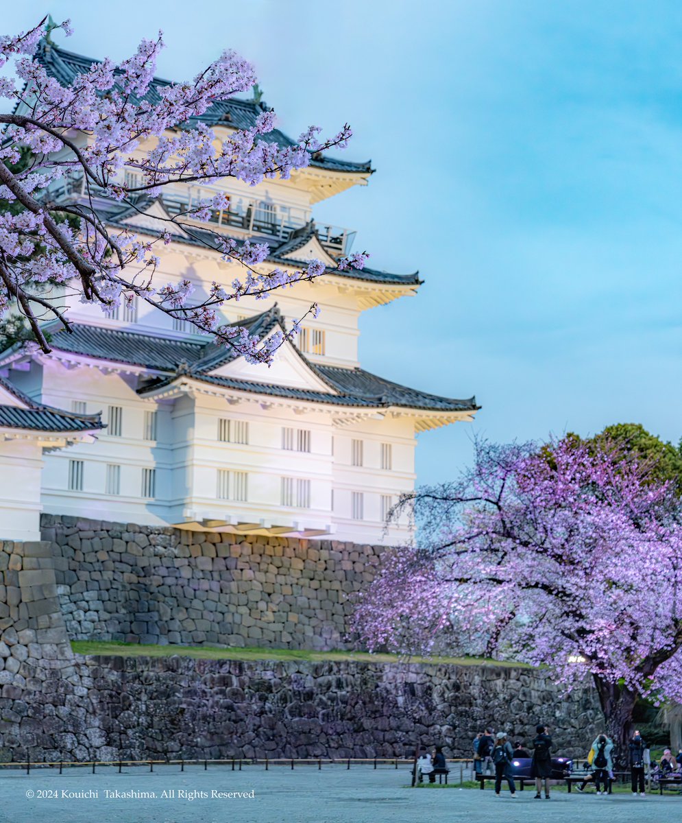 春の美しい日本の風景「小田原城」🌸
#NaturePhotography #Flowers
