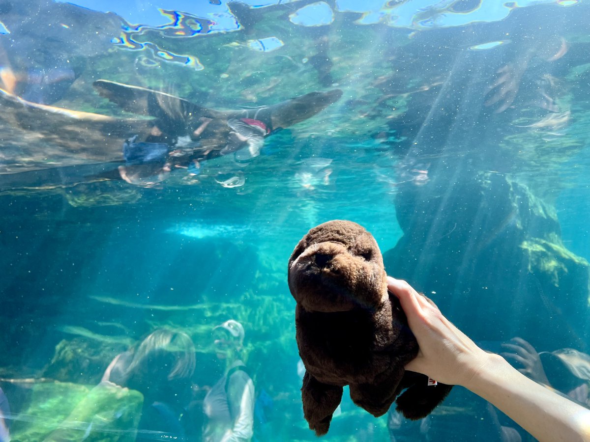 It's been ONE year since we opened Galápagos Islands! What's your favorite spot in our exhibit? We'll go first... the sea lion tunnel! Celebrate our one-year milestone by symbolically adopting one of our California sea lions. Adopt now: bit.ly/2Jfn1w6
