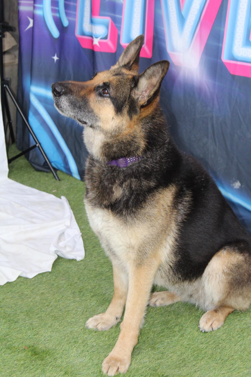 Amie is 9yrs old and she came to us in Nov 18, Amie is a very affectionate girl who can live with older kids but sadly she is deaf and isn't keen on other #dogs so special home needed please #GermanShepherd #Cornwall gsrelite.co.uk/amie/