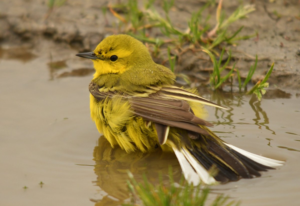 Bathy time for the newly arrived Yellow Wags at @ElmleyNNR yesterday. @Birdwisenk #YellowWagtail @KentishPlover