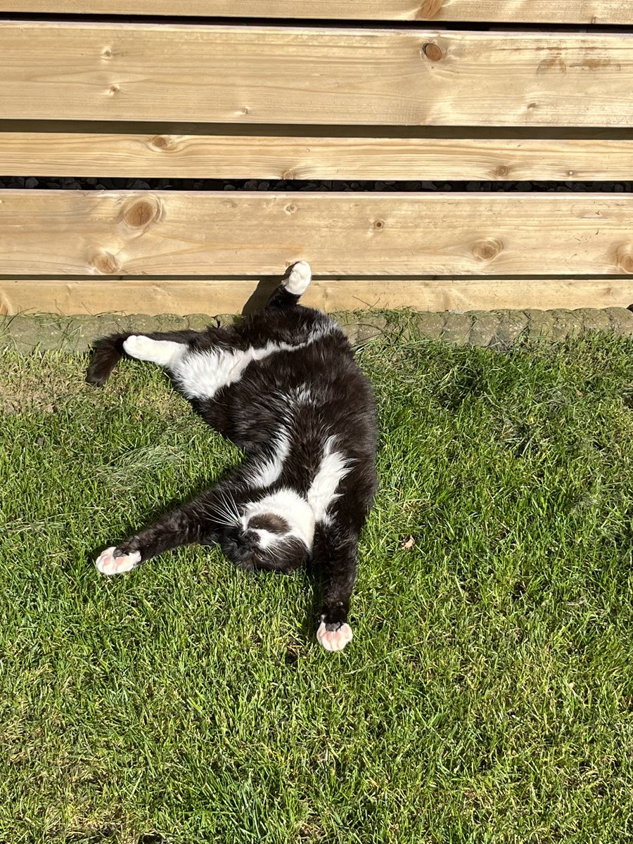 Mijn poes geniet ook weer van de ☀️