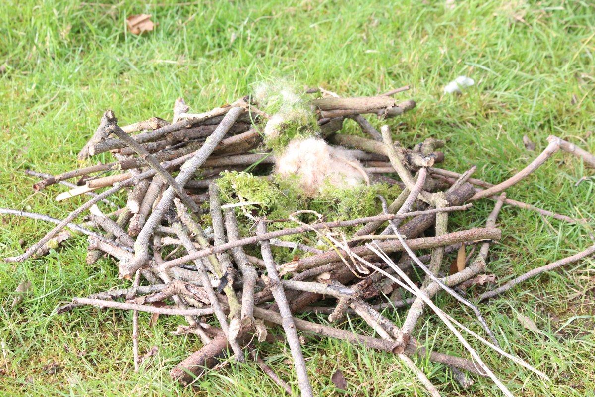Have you ever wanted to build a birds nest? Come and have a go at our Spring Trail and you can do just that! Here's one of our favourite nests that has been built, they've even included some moss for a little extra comfort!