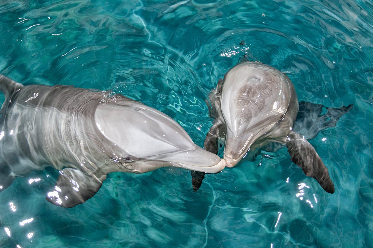 Hugs and kisses from your dolphin friends at CMA! 🐬😘