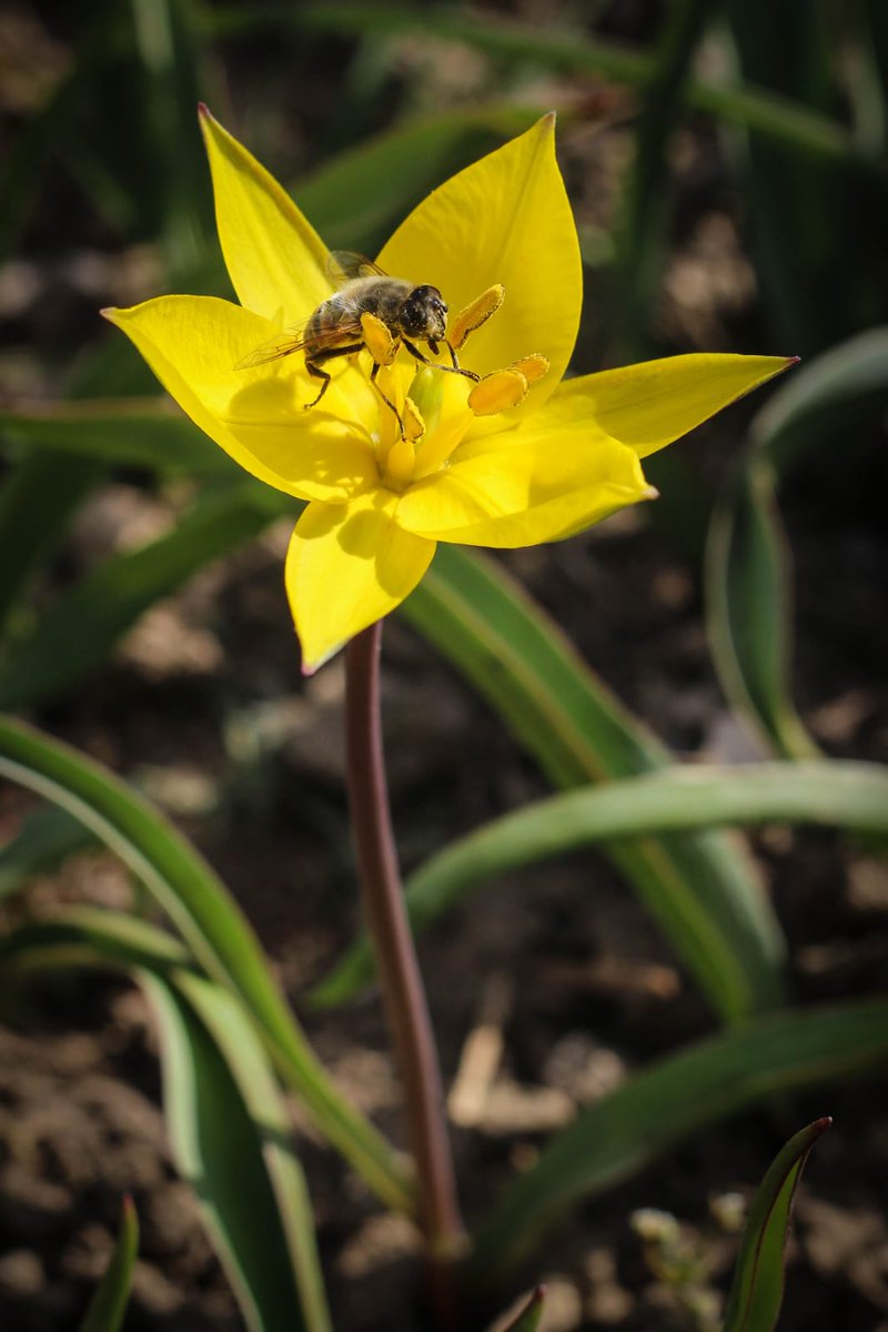 Van Lalesi (Tulipa sylvestris) Van YYÜ Ziraat Fakültesi Geofit Bahçesi @hsevli @HaberVANYYU @vanlife65 @van65haber @van65haber @sehrivanhaber @AA_Yesilhat