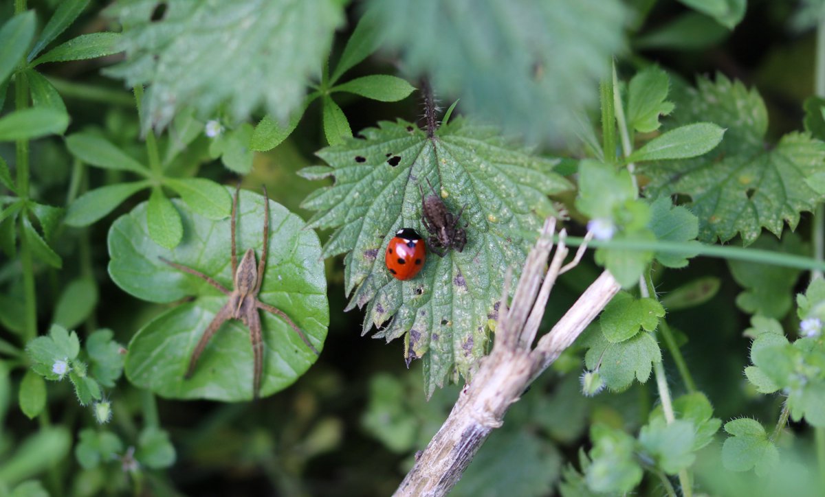It's been a windy old day here at Rye Meads. We can understand why this ladybird and two spiders decided to get some shelter and even catch some rays from the sun!