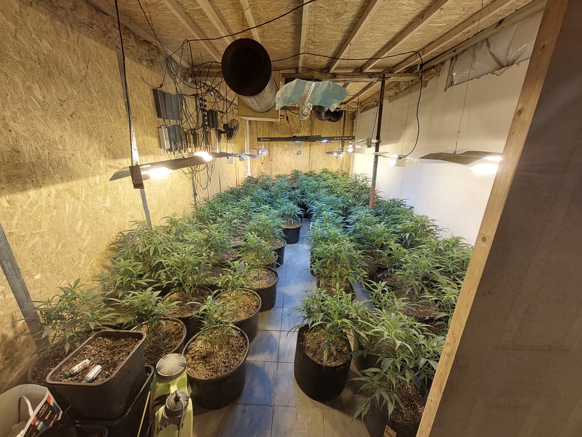 Team 1: Last week with @HallGreenWMP and @WMFSHighgate officers entered a huge #cannabis factory on Stratford Road, #Sparkhill #Birmingham Around 700 plants were seized from the building for destruction. Enquiries are on going. #HiVisGardeners #JointOperations