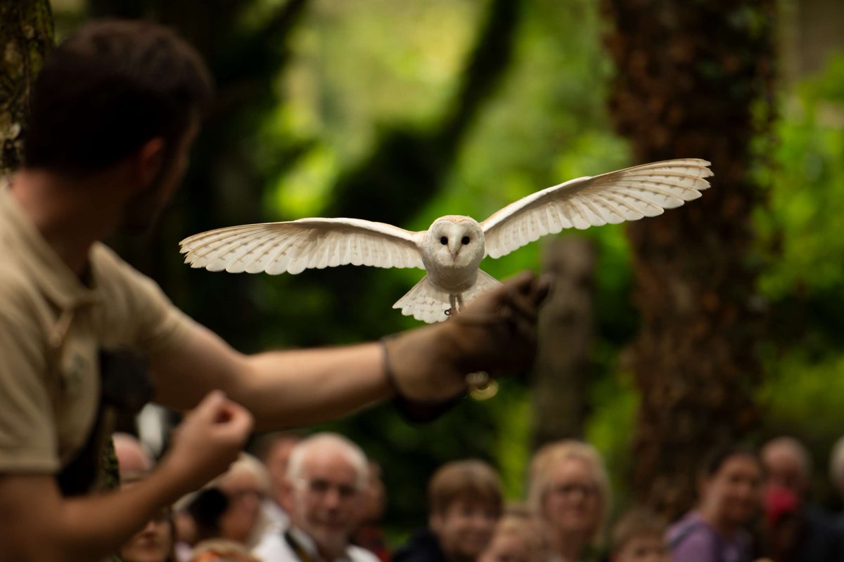 Your visit means the world to us! 💚 As a conservation charity, every time you visit us you're supporting our work to conserve birds of prey in the UK and overseas - thank you! 🦉🌍 Our summer timetable is in full swing - come see us this Easter holiday: ow.ly/U5oj50R6quh