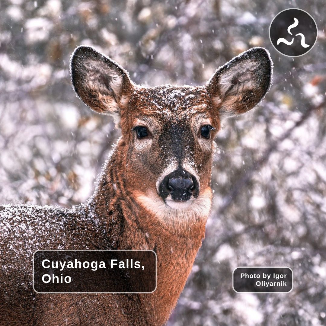 Join us once more for #SerenitySunday, an opportunity for us to showcase the beauty of the region that many of us call home. Please take a moment to enjoy Cuyahoga Falls, Ohio, and our friend as they gaze off into the distance. 🦌 #CuyahogaFalls #Ohio #NatureLovers