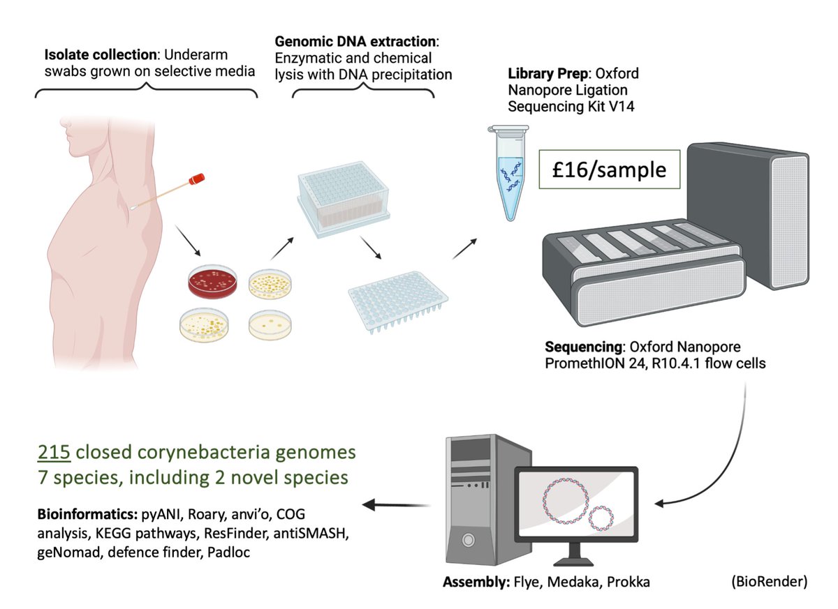 Excited to be heading to Edinburgh for #MicroSoc24! Im giving a talk on using low cost long-read sequencing to study the diversity of skin commensal corynebacteria. Come catch my talk on Tuesday 9 April 3.45pm, skin microbiome session. Here's a snippet.. @GavinHThomas lab on tour