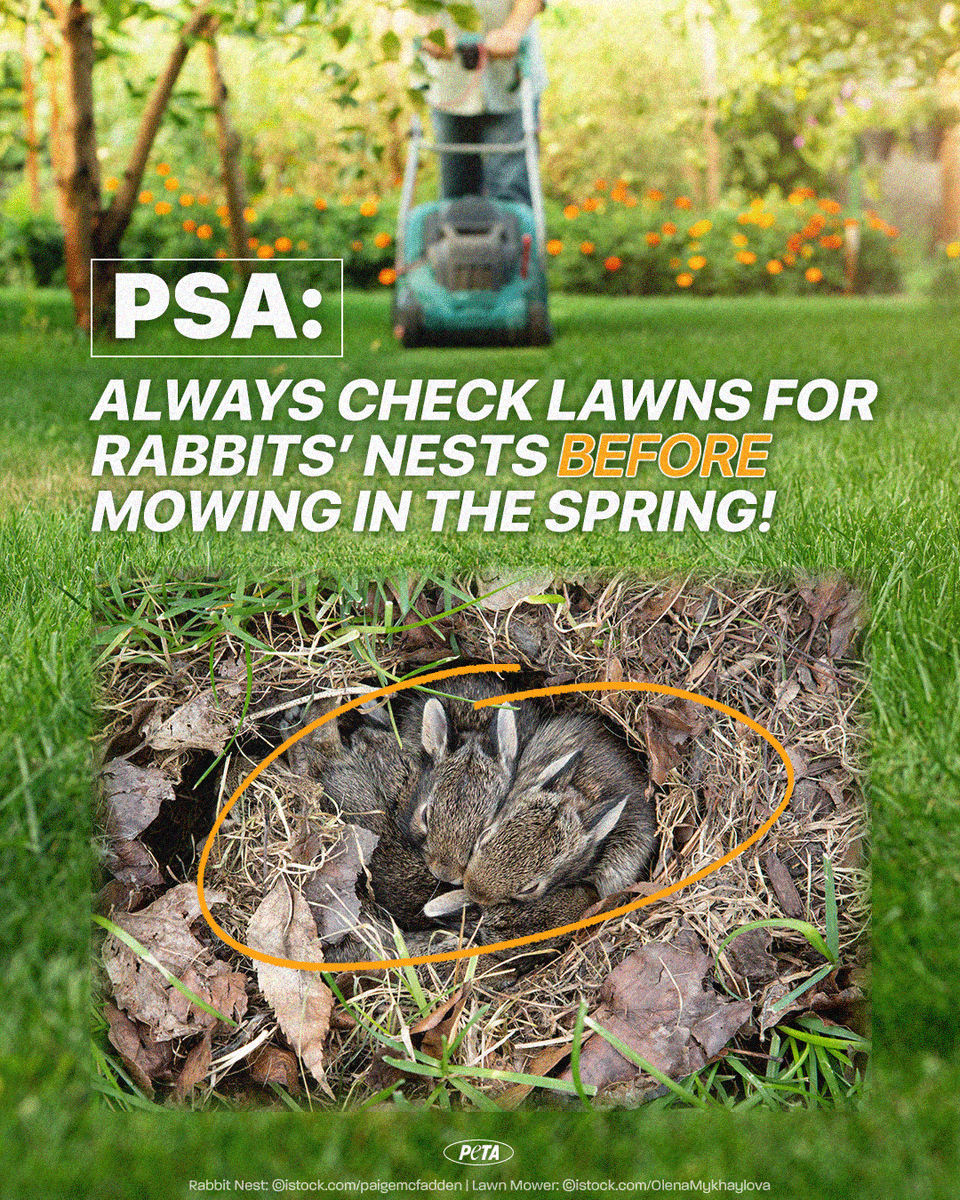 ⚠️ Be cautious & save lives this spring! Before mowing, check your lawn for small dead patches of grass—it could be a rabbits’ nest! peta.vg/3v29