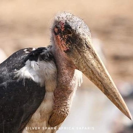 As to say, Marabou Stork is much more helpful to speed up the decomposition process and allows for other weaker scavengers to have access to the carcass. They actually keep the environment away from some deadly pathogens. 
#SilverSparkAfrica #Magicalkenya #animal #Magical
