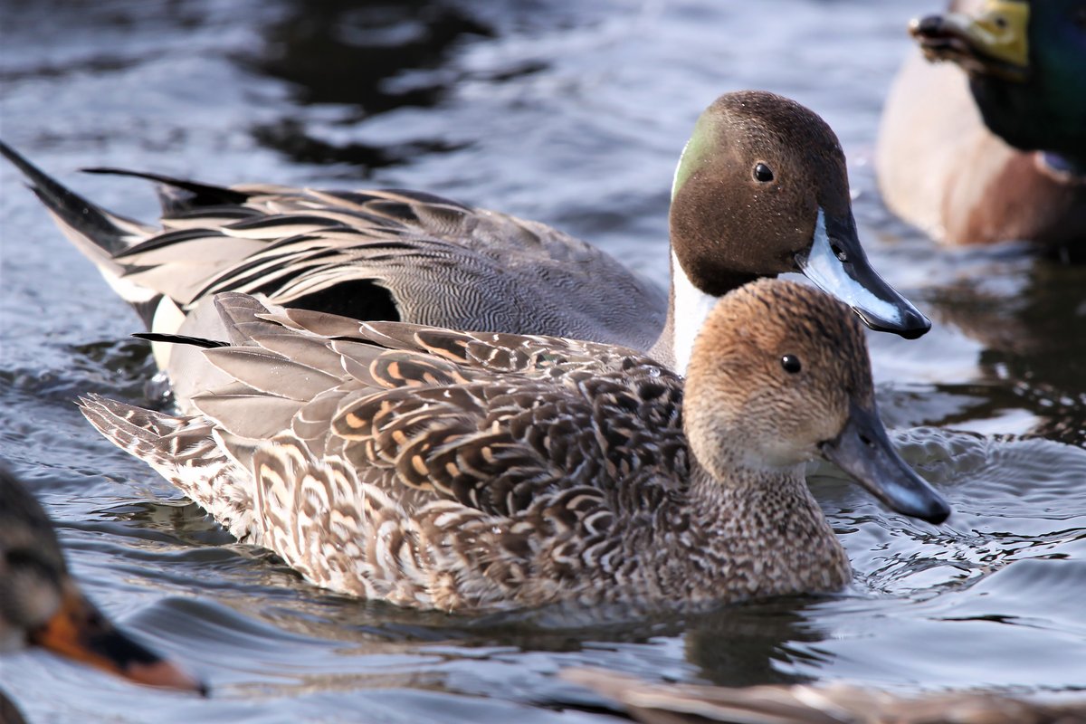 Curious about where your favorite waterfowl species migrates to during #SpringMigration? 🦆 Northern pintails breed from Alaska and the Canadian Arctic, south to the Prairie Pothole Region of southern Canada and the northern Great Plains of the United States. 📷: © Eli Ouimet