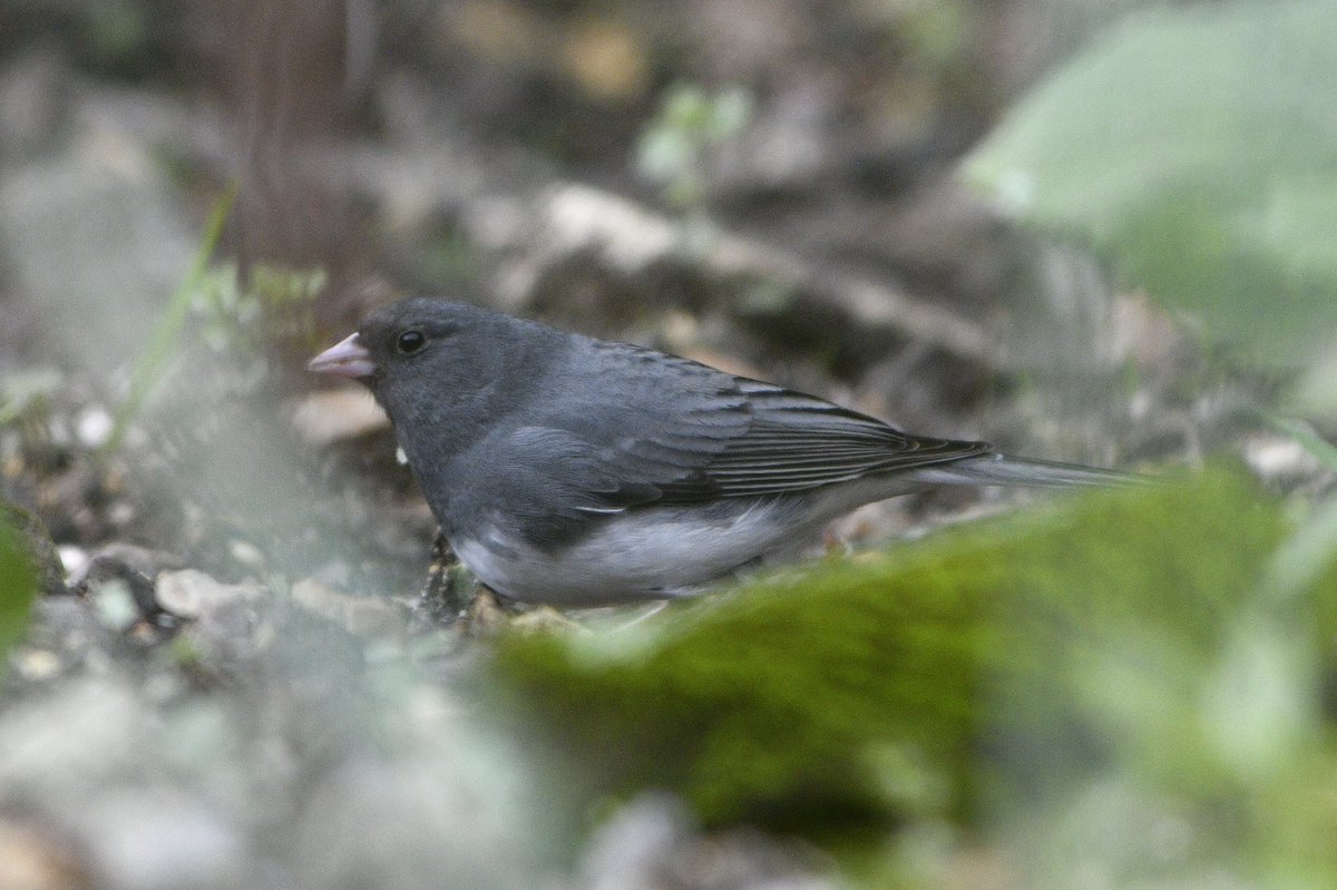 Courtauxbird's tweet photo. Happy Days, another Dorset life bird. The Dark-eyed Junco still showing well.  Many thanks to owner of house Nathan. @DorsetBirdClub https://t.co/w5ihShimOl
