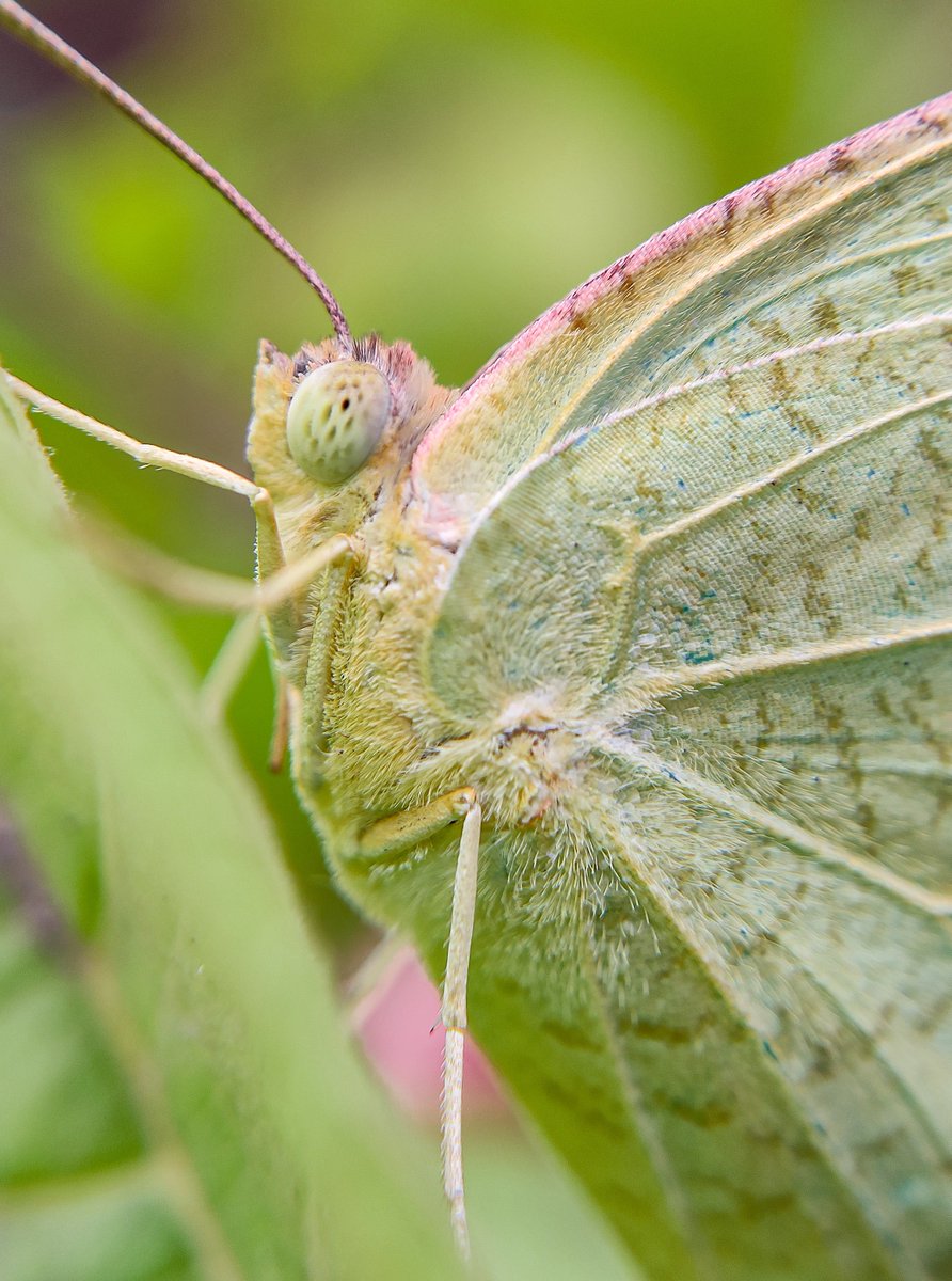 •~Common Emigrant Butterfly.....❤️

#Butterfly #MacroHour #ThePhotoHour