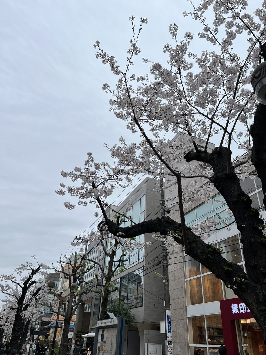 自由が丘の桜がものすごく切られてて…なんか桜が咲いてる感落ち過ぎ…。