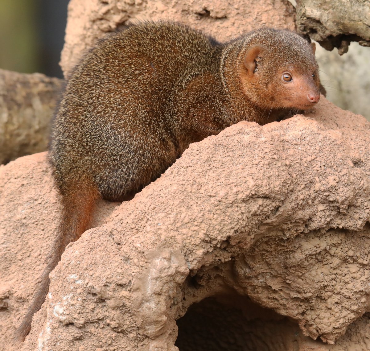 Dwarf Mongoose @PaigntonZoo #mongoose