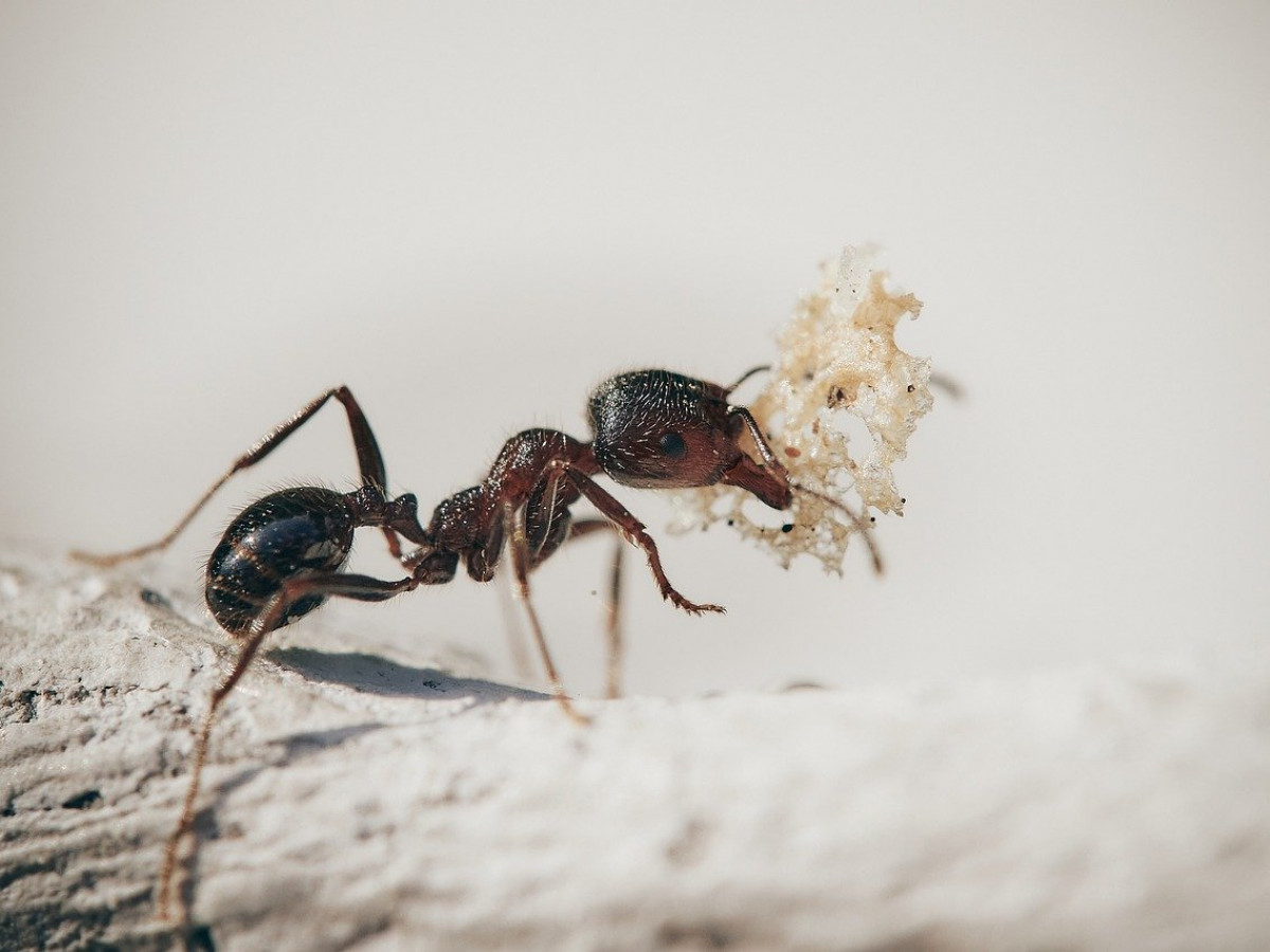 Do ants count their steps? dlvr.it/T5BRK5