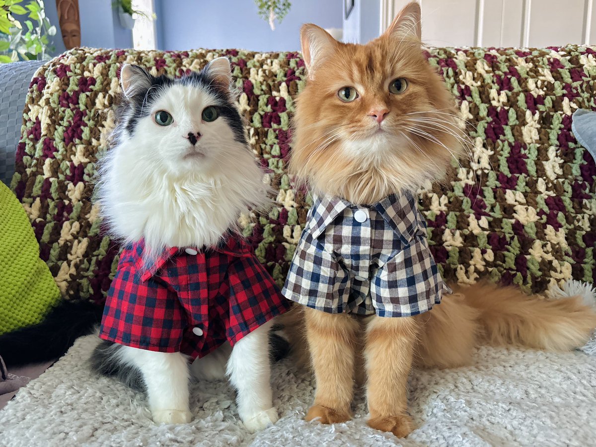 Dressed in their Sunday best. 👕

#lazysunday #theoreocat #CatsOfX