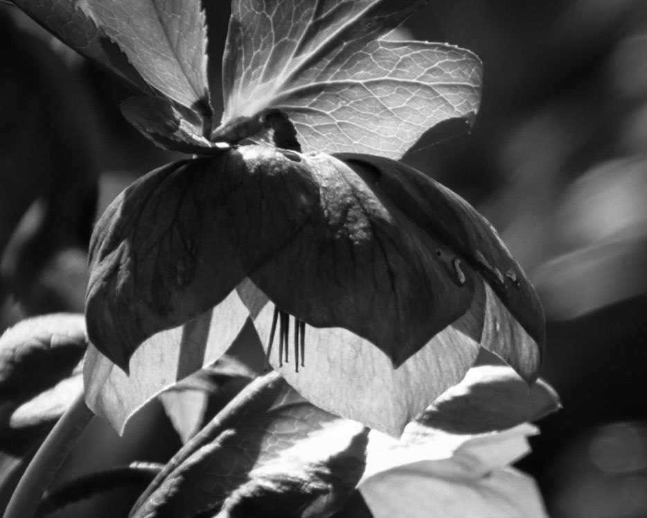 A backlit hellebore for #bnw_macro weekend #macro