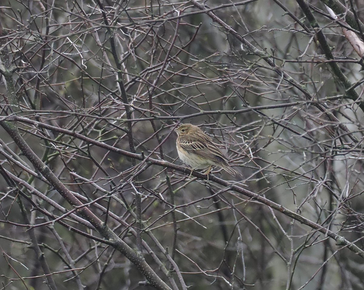Very happy to find this Tree Pipit today in St Fittick's Park, Girdle Ness. A surprisingly rare species here and it's particularly good to see one perched like this.