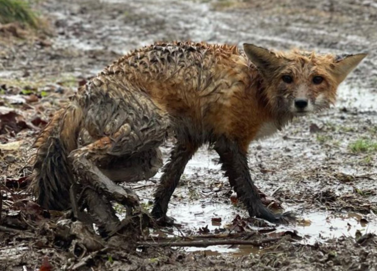 Trappers put out torture devices and get excited when they have a victim. They take pics to document their killing. This #redfox has a back leg in a trap and is clearly suffering, then the trapper kills him #BanTrapping #TrappingIsTorture #AnimalCruelty