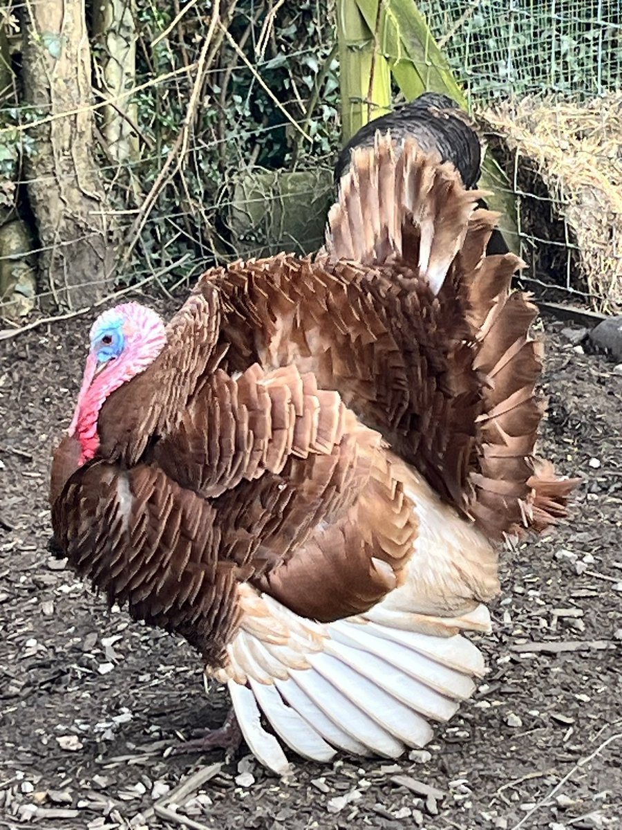 Andrew is showing off 😂 🦃💜