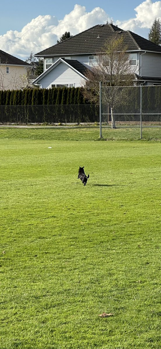 Ian_A_MacDonald's tweet image. Make sure your Sunday looks like this with your front legs off the ground and your tail wagging. #YouReadThatRight #Onyx #TeamMacDonald