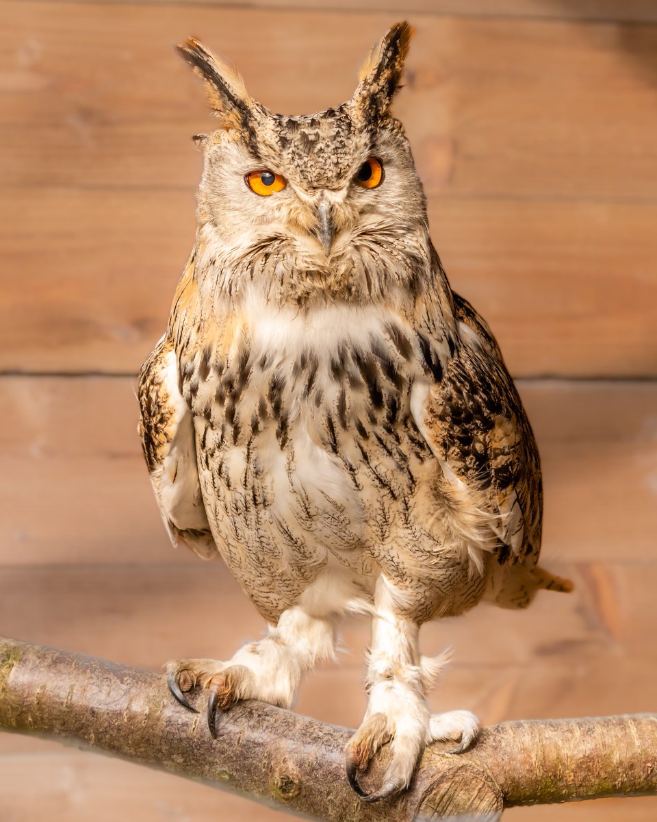 HAPPY BIRTHDAY 🎂🦉 This owl is our oldest owl at 32 years old today!! Rupert is also one of our most vocal owls, welcoming visitors young and old. He is an Eagle Owl and a rare hybrid being a cross between a Siberian and a Turkmenian Owl. #owls #screechowlsanctuary🦉