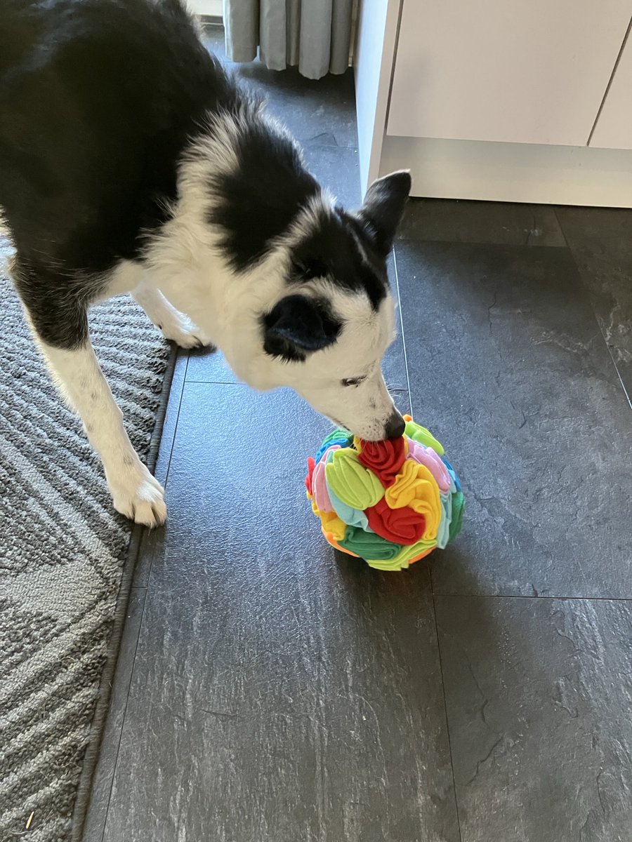 denni87263's tweet image. New toy. #petsathome #colliedogs