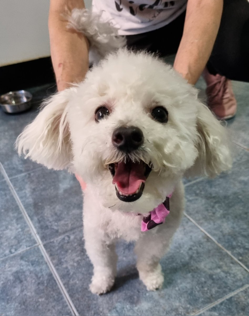 #EsteFinde <a href="/todonoticias/">TN - Todo Noticias</a> Nuestra Polulita cumple hoy 7 añitos!!! 🩷💕💜 Paula, Nacho y equipo, besos para todos!!!