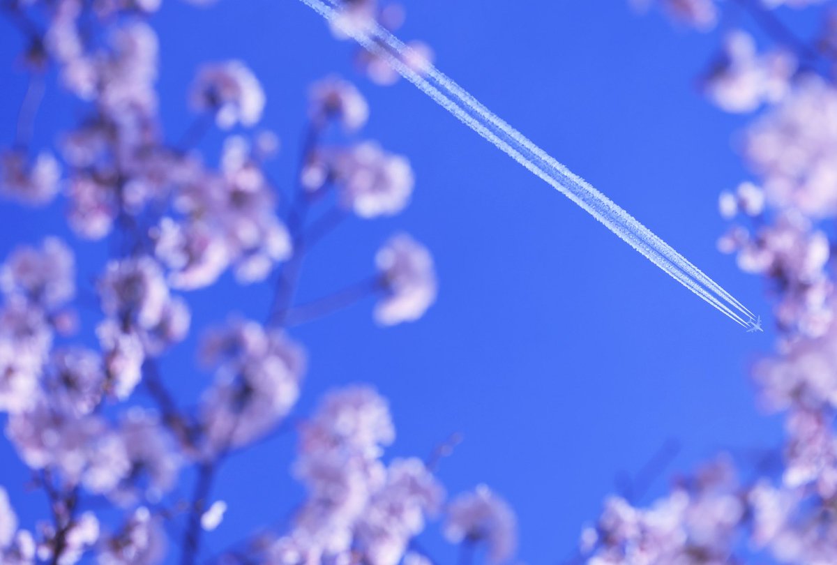 721Kotetu's tweet image. Contrail✈️

Korean Air
KE/KAL
KE18/KAL18
LAX/KLAX→ICN/RKSI
Airbus A380-861
HL7628🇰🇷