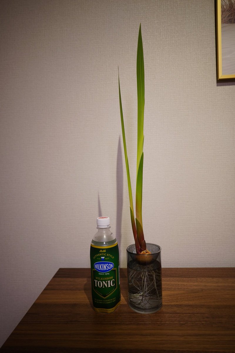 Sekky21's tweet photo. 水耕栽培の花瓶が余ってたから、グラジオラスっていう球根買ってみた。
↓2週間後
薄っぺらい葉っぱがひたすら伸びて今日時点で55cm超に成長

育て方間違ってるんか、色々心配になってる。 https://t.co/DxSicYFVCS