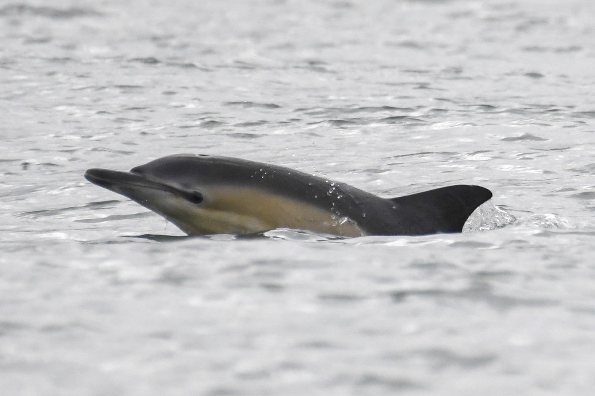 Having seen only one single Common Dolphin all of last season, we have had three trips with Common Dolphin sightings already this season! A great start to the year. #TwitterNatureCommunity