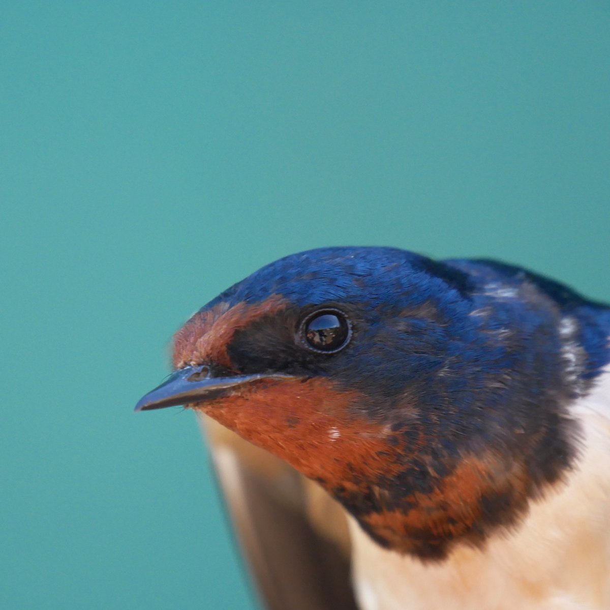 Spring 2024: Day #15 of Bird Ringing Slow day with just 20 birds of 6 sps. The Barn swallow gave us some joy! The perdition gives strong winds for tomorrow but we have to wake up and assess the situation. Daily totals: trektellen.nl/count/view/169…