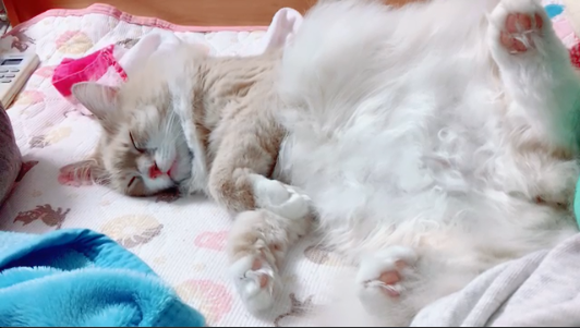 完全無防備な猫

#STU48 #福田朱里 #にゃんすけさん #猫好き #猫マニア