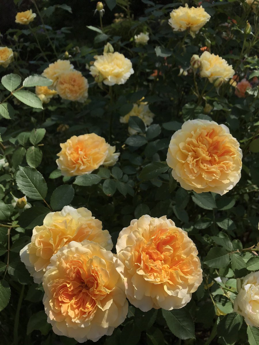 Back to June 2020 for #RoseADay #SundayYellow #GardeningX #Roses #MyGarden